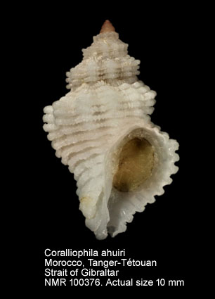 Coralliophila ahuiri.jpg - Coralliophila ahuiri Cossignani,2009